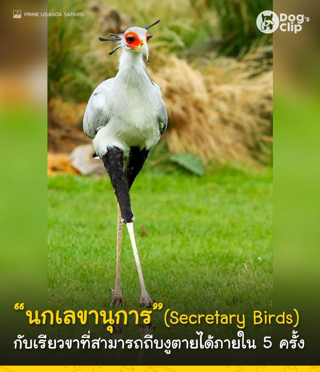 ฮาคูน่ามาทาท่า tweet media