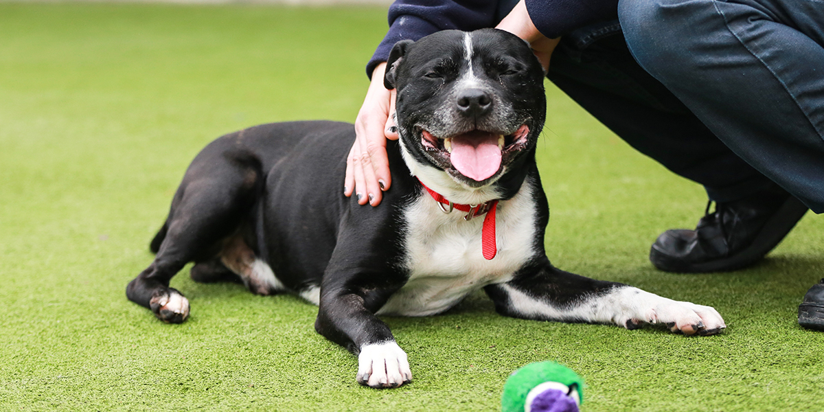 The saying goes you can’t teach an old dog new tricks, but we know that’s not the case. Whether they're as cheeky as a puppy or prefer snuggles on the couch, they're all loveable in their own way. Do you have a senior pet? Share pics below and spread the #SeniorSunday joy. 💙