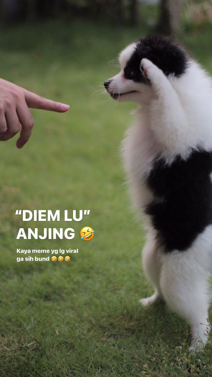 DIEM LU ANJING. Literally si pan pan #pandapomerian diem. Kaya yg lg viral ya haha