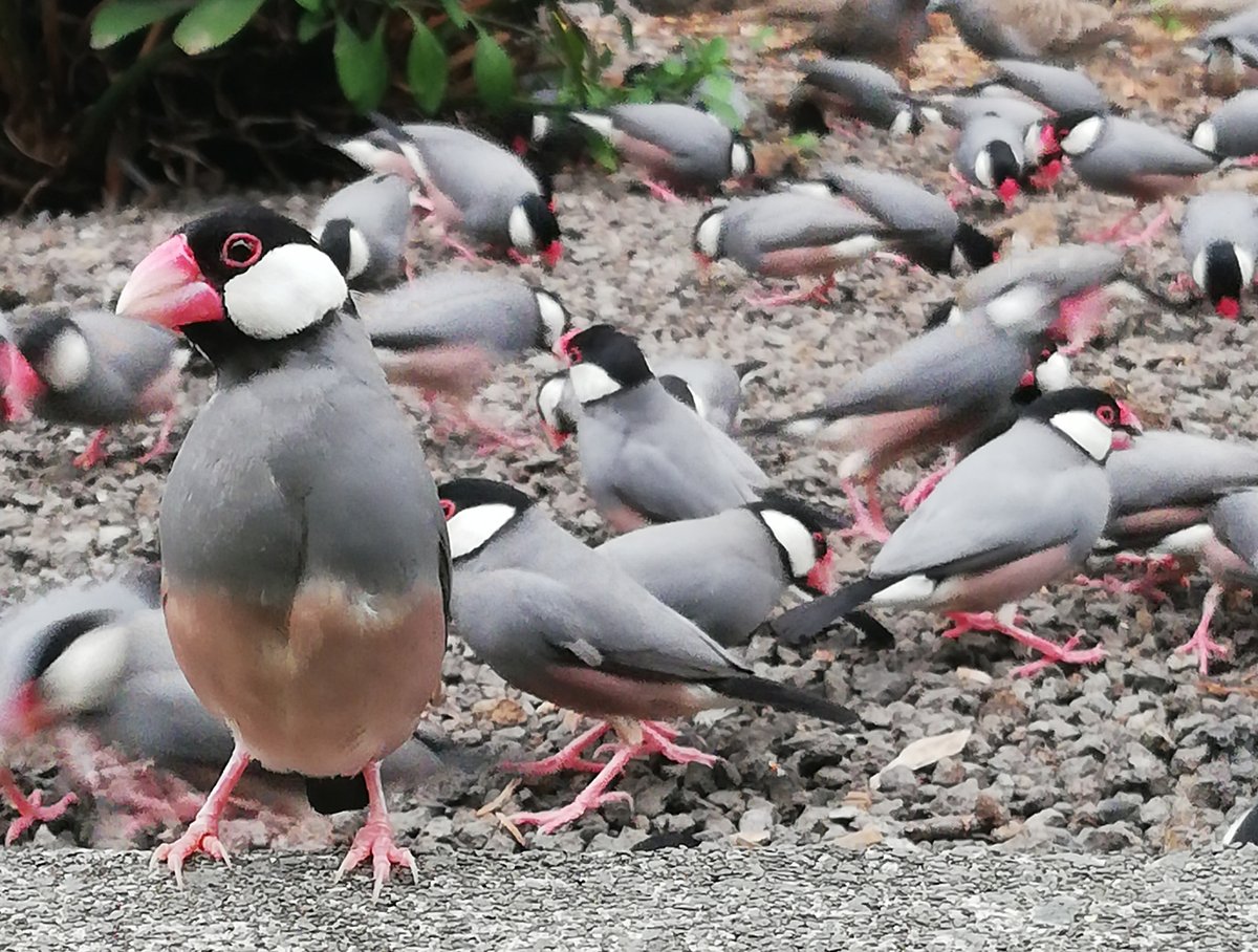 10 2 日 Yatomi Aquaオープン 弥富市歴史民俗資料館 お願い 文鳥の写真を募集しています ぜひご協力をお願いします 弥富 文鳥 鳥好きさんに届け T Co Mzx8l7ivtw Twitter 10 2 日 Yatomi Aquaオープン 弥富市歴史民俗資料館 お願い 文鳥の写真を募集しています ぜひご協力をお願いします 弥富 文鳥 鳥好きさんに届け T Co Mzx8l7ivtw Twitter