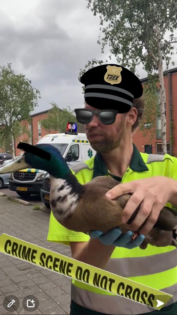 DierenAmsterdam's tweet photo. Zware jongen ingerekend. Bloedmooie "gevaarlijke" #woerd met pijn aan z'n pootje. Met gevaar voor eigen leven de crime scene betreden, hij schoot met losse flodders, gelukkig zijn wij niet geraakt. #Vrijwilligers #Dierenambulance #Amsterdam #Pinksteren #gebbetje https://t.co/DHyUhd8PpH