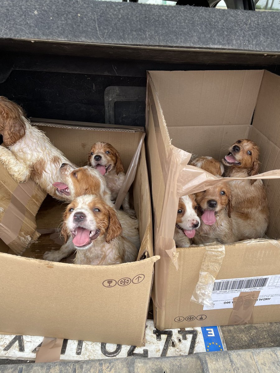 AYUDA URGENTE!!!!
9 cachorros de bretón de un miserablemente cazador que quería llevarlos a la perrera y se ha confundido y hasta nuestro refugio en estas pésimas condiciones se los hemos recogidos, deshidratados vivos.  Necesito 9 corazones que nos ayuden y les amadrinen....