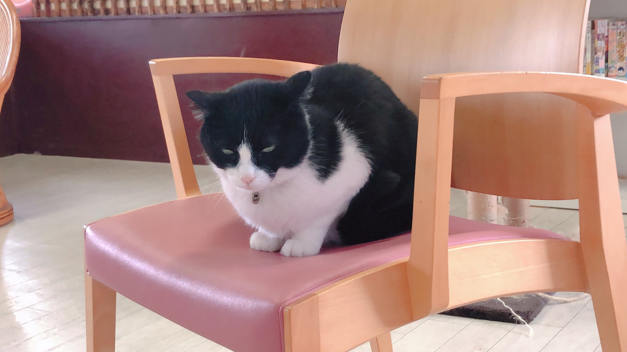 ねこコレ山形 Twitter Search Twitter