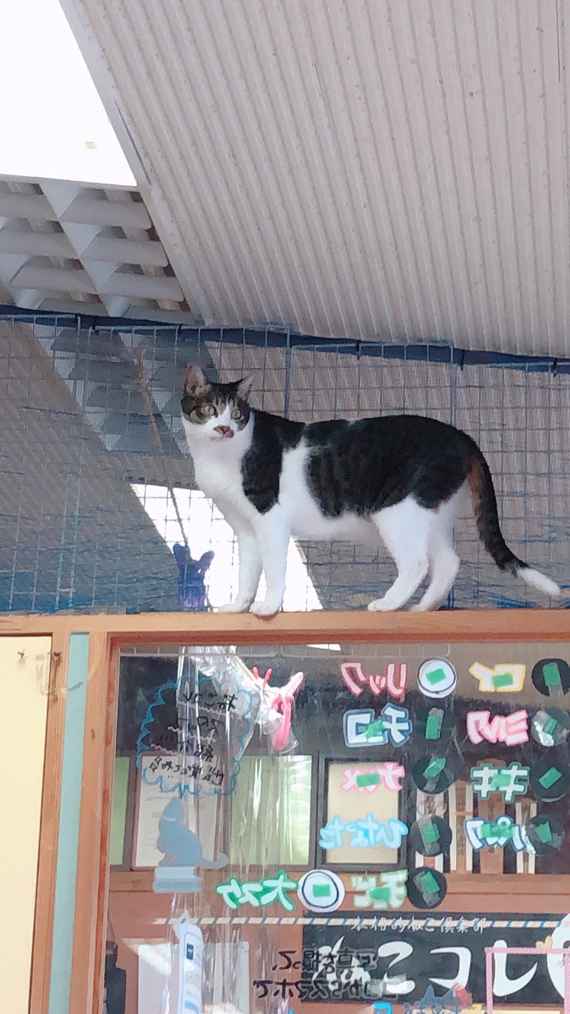 ねこコレ山形 Twitter Search Twitter