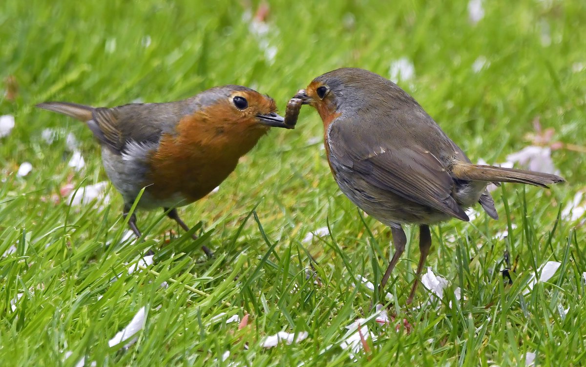 'Here you are darling, a juicy caterpillar, to show my love' 😁
  During courtship, male Robins feed the females as a way of strengthening their bond. 😍
 I've seen it a few times, but usually hidden away in a hedge... this week I saw it happen on my lawn. 😀🐦