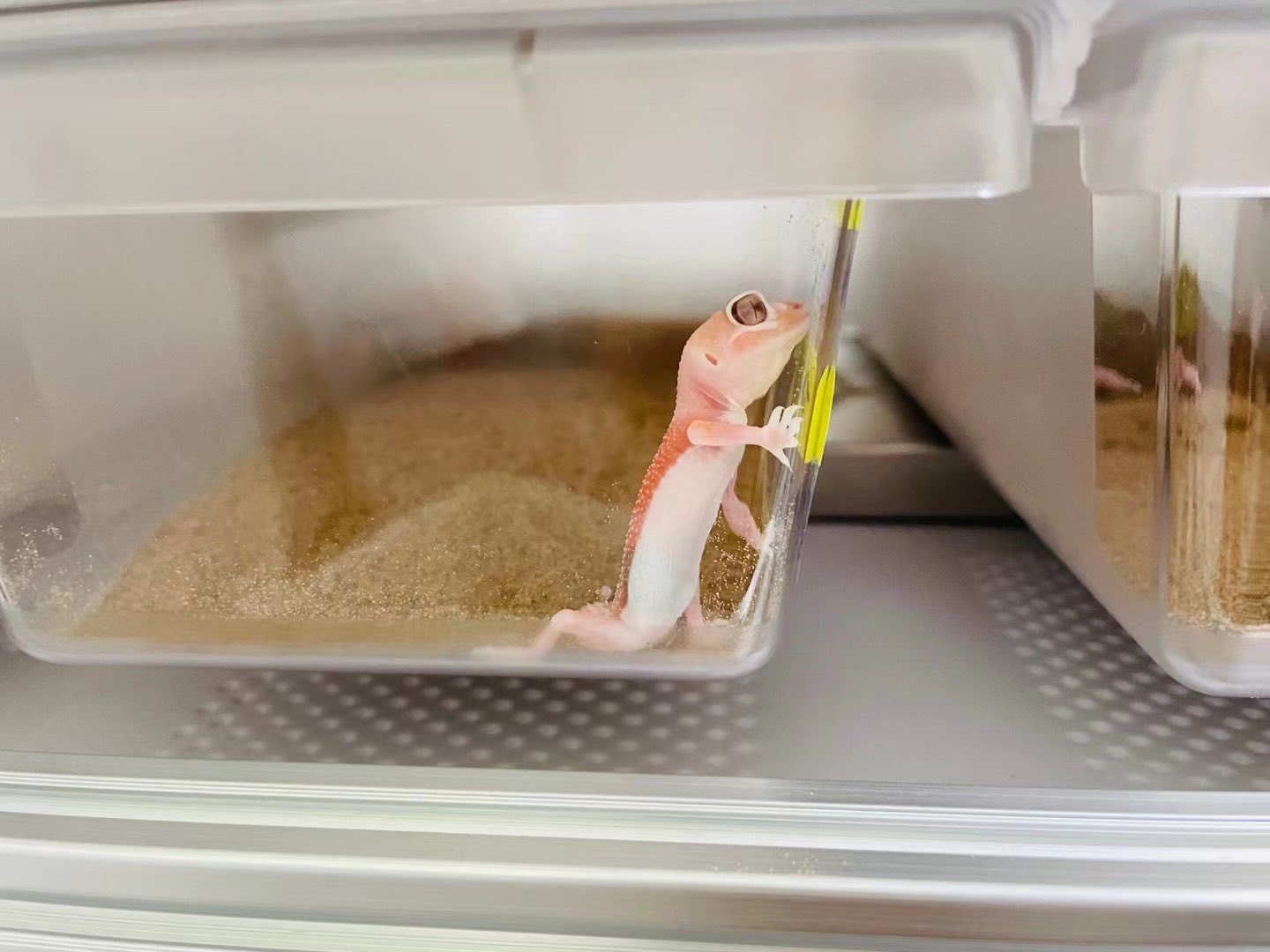 スネークラック　ブリーダーラック　爬虫類ラック 爬虫類用ヘビラック、ヘビ繁殖ラック、プラスチック製PPタブ
