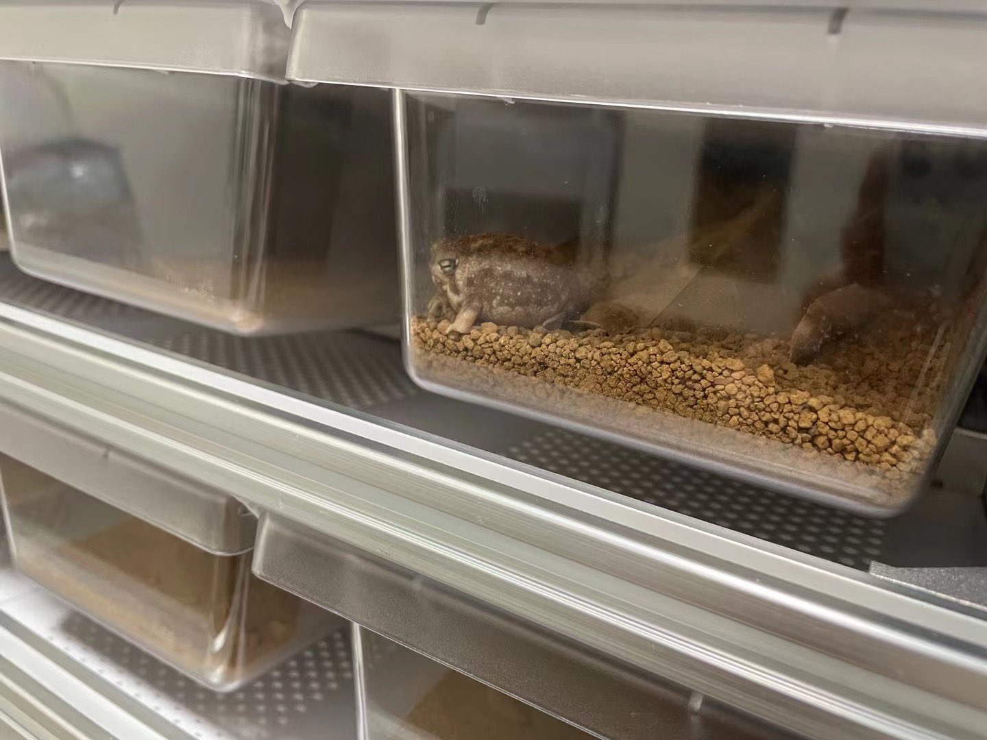 SHN REPTILES 2.0💮10月5日とんぶり市 on X: 