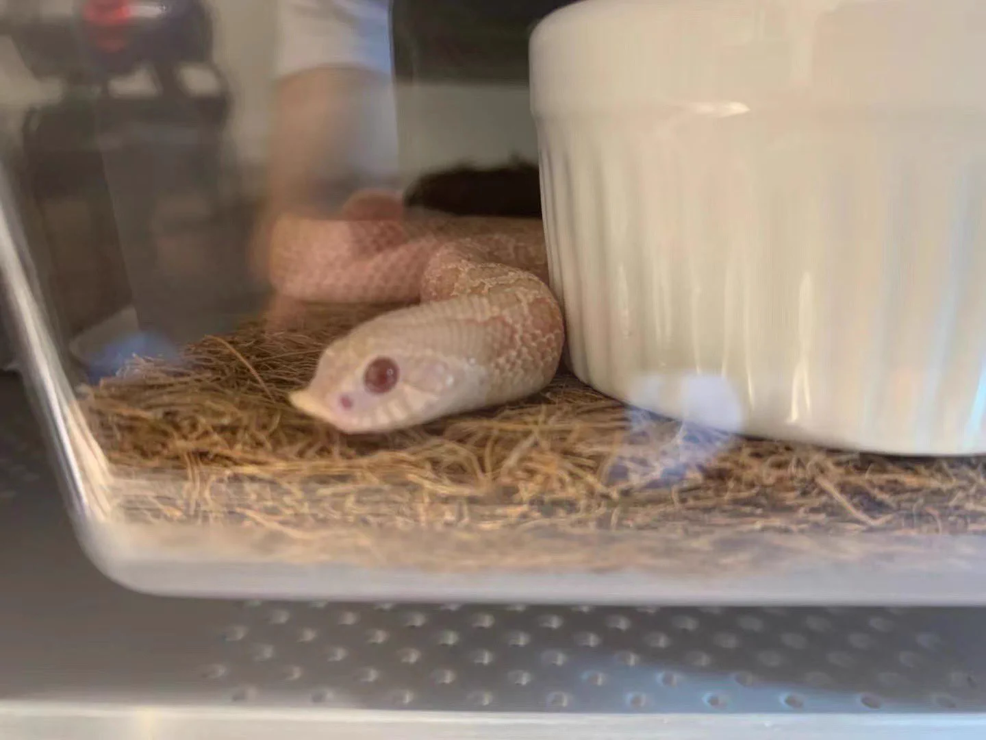 SHN REPTILES 3.0💮12日ぶりくら on X: 