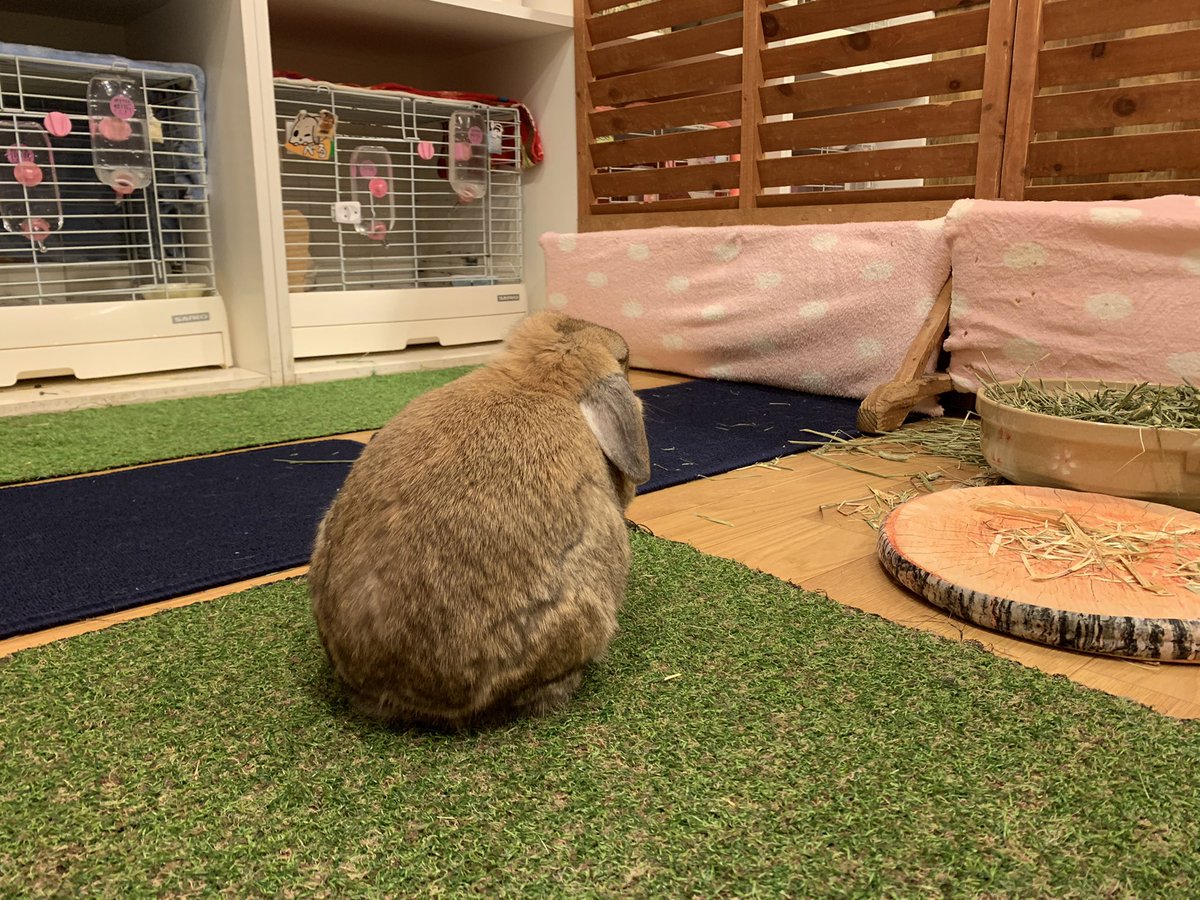 うさぎカフェ もふれる Moff Rell Twitter