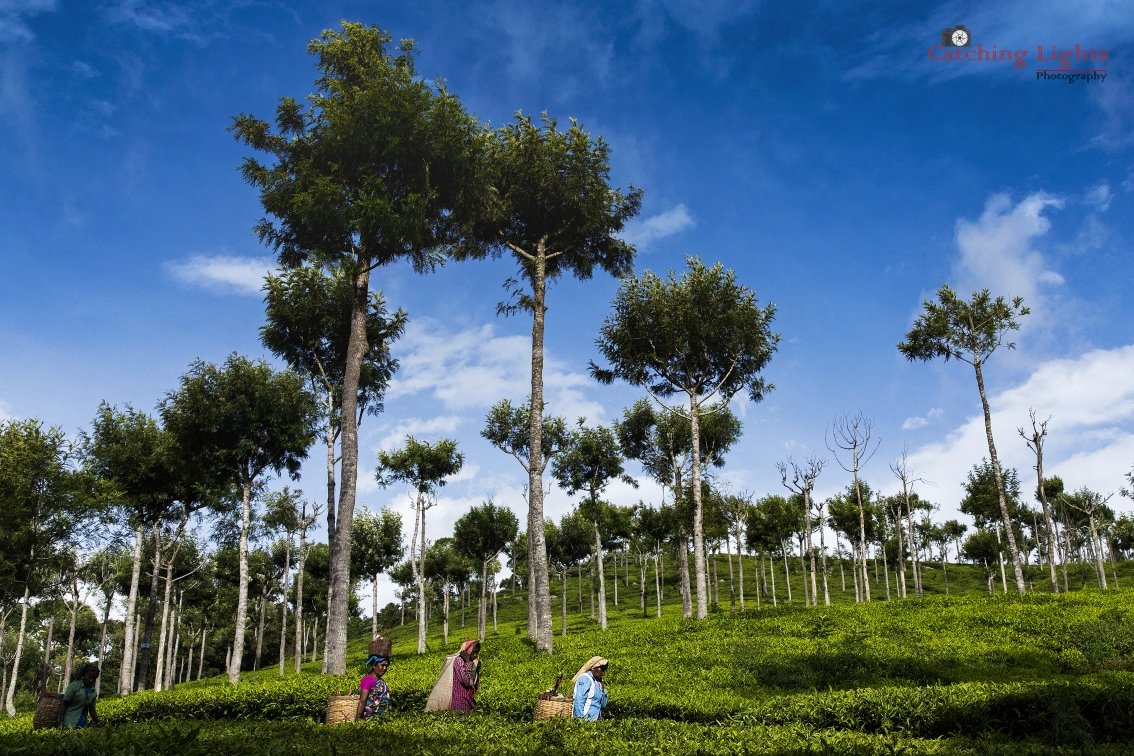 aranyakamunnar's tweet photo. let's find peace and rejuvenate ourselves in mother nature's embrace
@aranyakamunnar
#breakthechain #outtravel #munnarvibes #Munnar #Keralatourism #hillstationholiday #aranyakaresorts #privatecottages #aranyakamunnar #workation #aranyakaresortsmunnar #crushthecurve #location https://t.co/8xG8VZHixM
