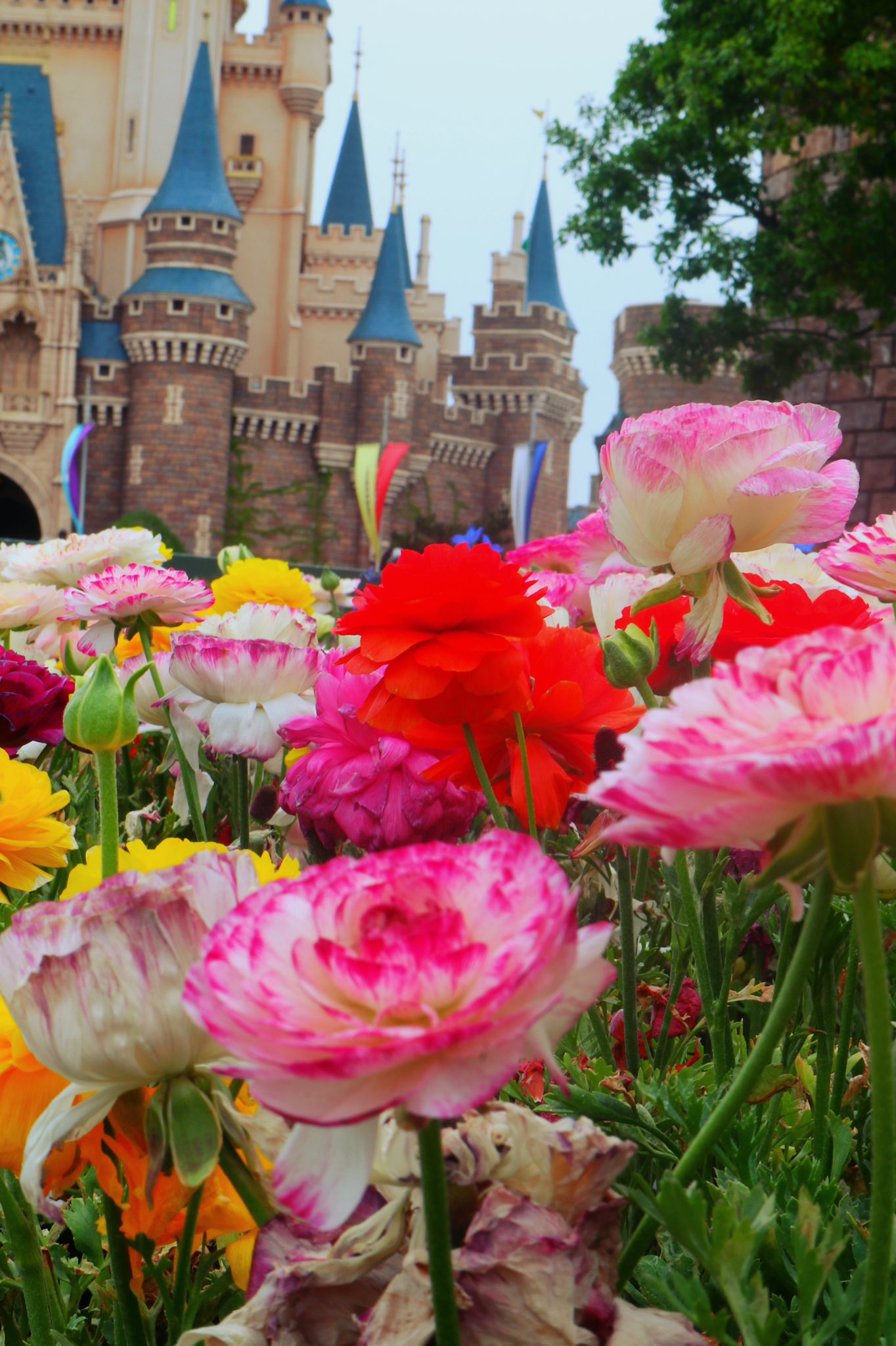らいとんと どっちも好きな世界 Disneyland ディズニーランド Disneysea ディズニーシー モノクロ写真 ディズニーカメラ部 好きな世界 T Co 0qhu5mszs7 Twitter
