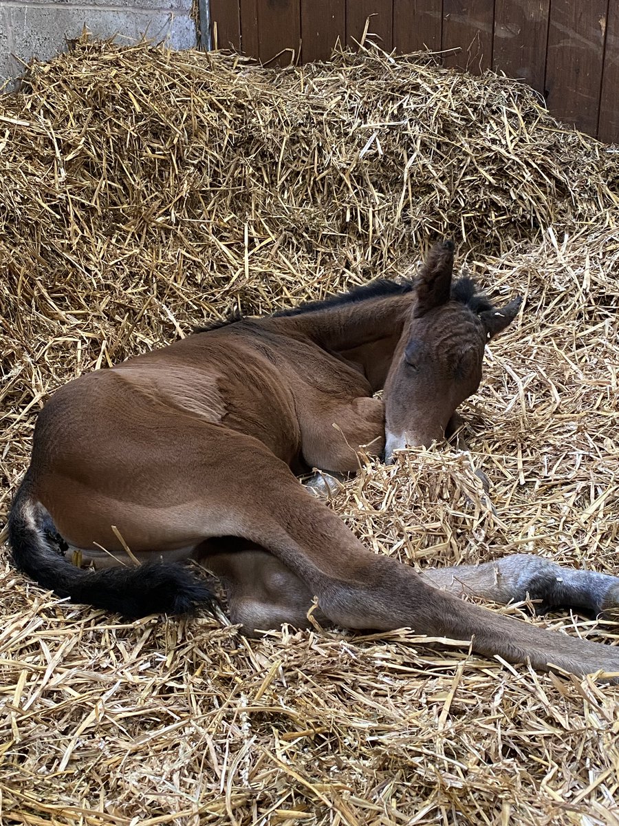 Rob Taylor tweet media