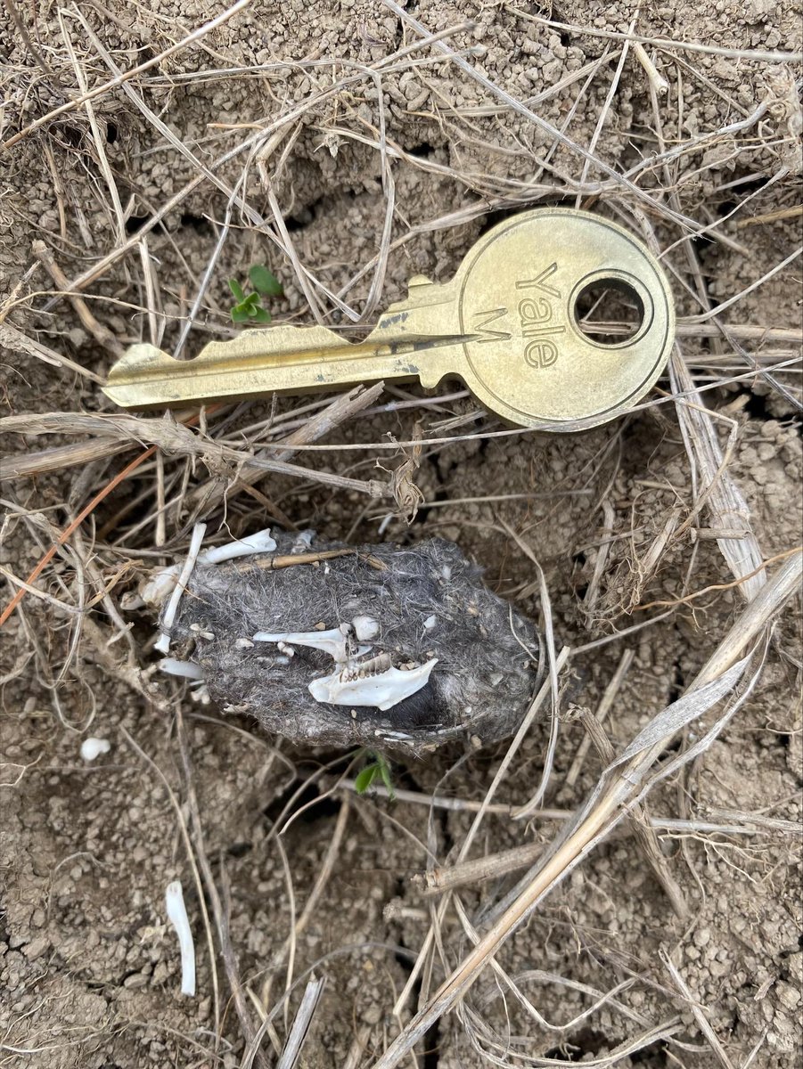 TNCvermont's tweet photo. Another awesome nature find! Raptor pellet found at Hubbardton River Clayplain Natural Area. This is either an owl or hawk pellet, they generally swallow their prey whole but are unable to digest certain parts such as bones, teeth, and fur. #vtnature #neature https://t.co/6gCnwkXQWc