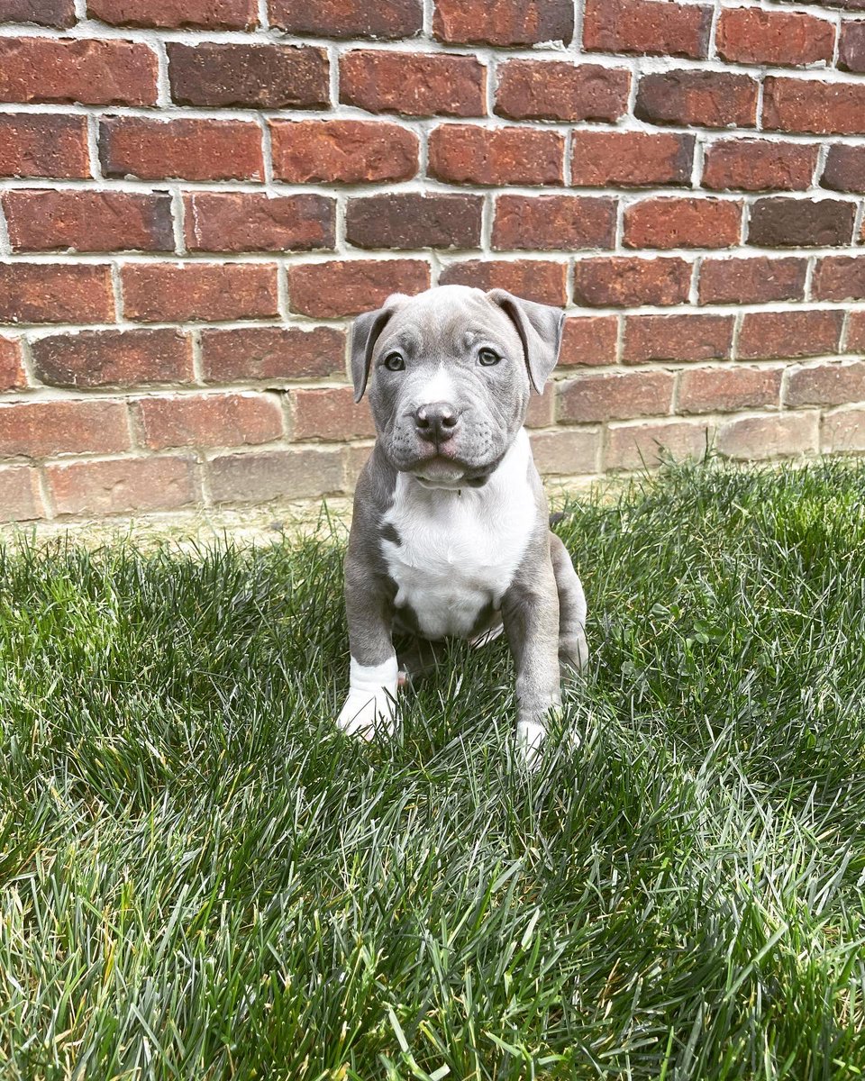 CailinWright_'s tweet photo. Welcome to the family Ruger &amp; Remy 🖤 https://t.co/RMqs1JjaD5