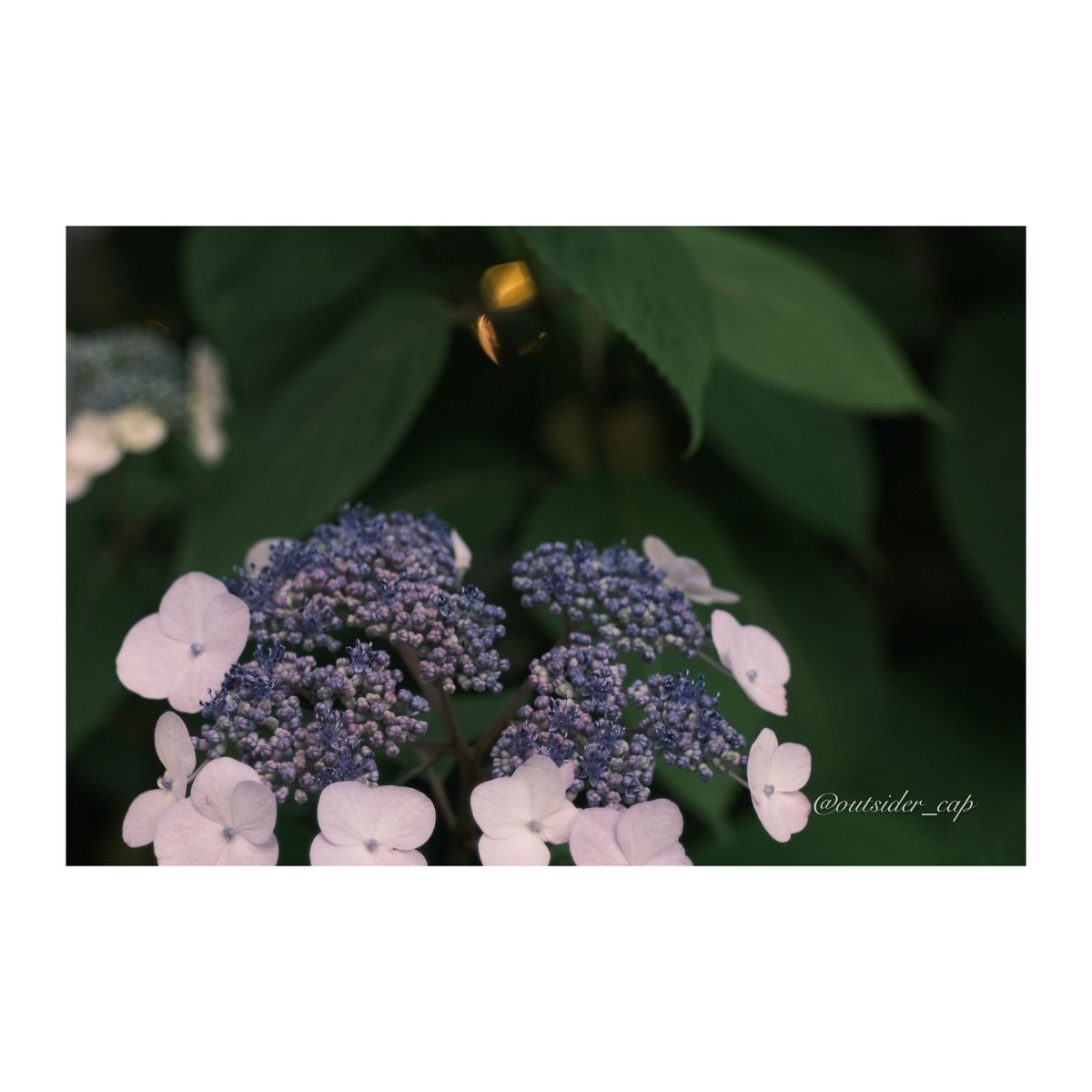 outsider_cap00's tweet photo. FUJIFILM X-T4
Leica エルマーL 9cm F4
マンウト変換リングLEICA M-FX
K&F マウントアダプター M39-L(M) (28-90)
#fujifilm #fujifilmxt4 #オールドレンズ #LEICA
#エルマー #eimar https://t.co/IhvpRZdeFb