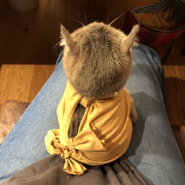 飼い主の服で作った猫の術後服が可愛い ぬいぐるみかと 早く傷口が塞がるといいね まいどなニュース