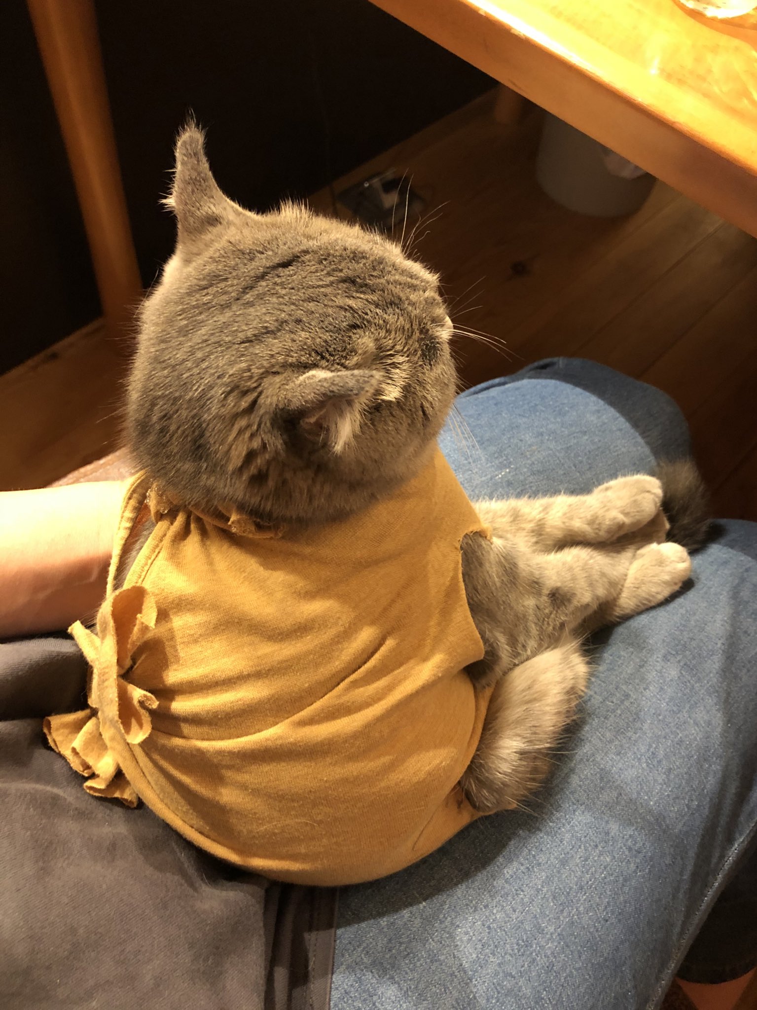たぬkiki ころんエリザベスカラー嫌がるから私のキャミソールで術後服作ったら 気に入ったみたいで着こなしてる たぬkiki ころんエリザベスカラー嫌がるから私のキャミソールで術後服作ったら 気に入ったみたいで着こなしてる