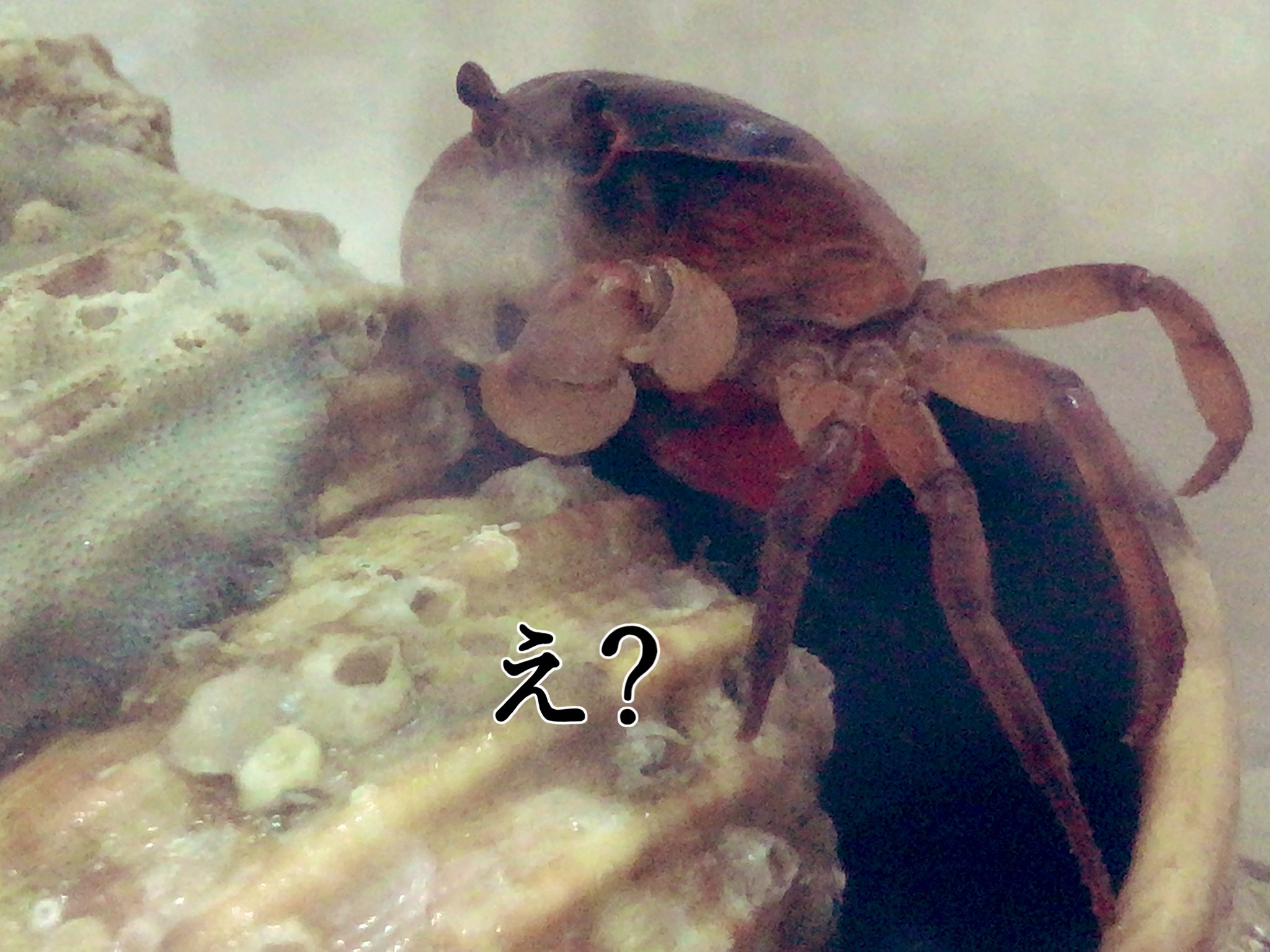 ピンノ على تويتر チビクロサンボが珍しく隠れないし 私が近くに餌を置くために手を伸ばしても逃げない 水面にあがってカラカラになっている よくみたら お腹のとこがパッカーンってなって赤くなってる これは大丈夫なんでしょうか サワガニ 沢ガニ