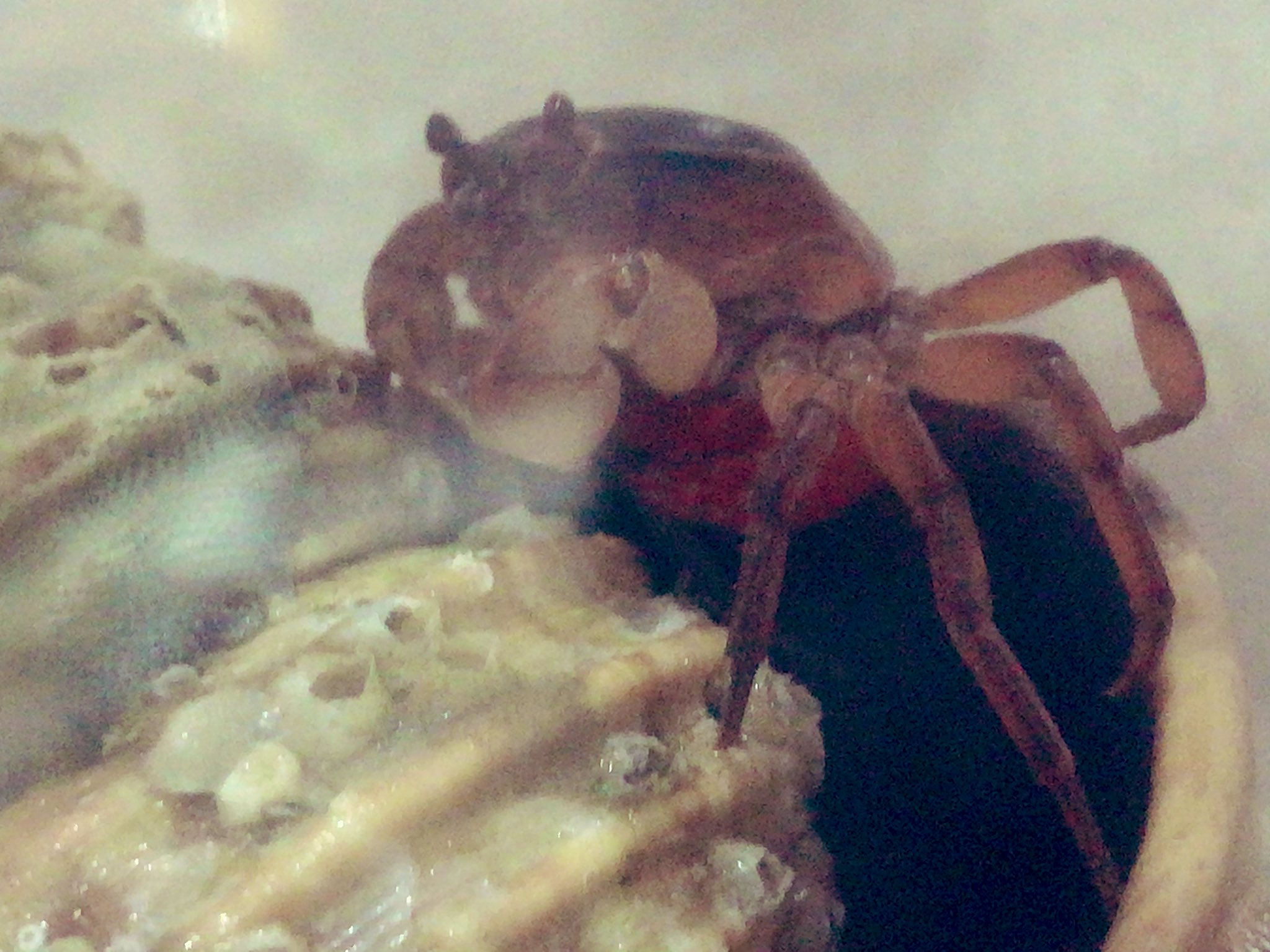 ピンノ チビクロサンボが珍しく隠れないし 私が近くに餌を置くために手を伸ばしても逃げない 水面にあがってカラカラになっている よくみたら お腹のとこがパッカーンってなって赤くなってる これは大丈夫なんでしょうか サワガニ 沢ガニ ピンノ チビクロサンボが珍しく隠れないし 私が近くに餌を置くために手を伸ばしても逃げない 水面にあがってカラカラになっている よくみたら お腹のとこがパッカーンってなって赤くなってる これは大丈夫なんでしょうか サワガニ 沢ガニ