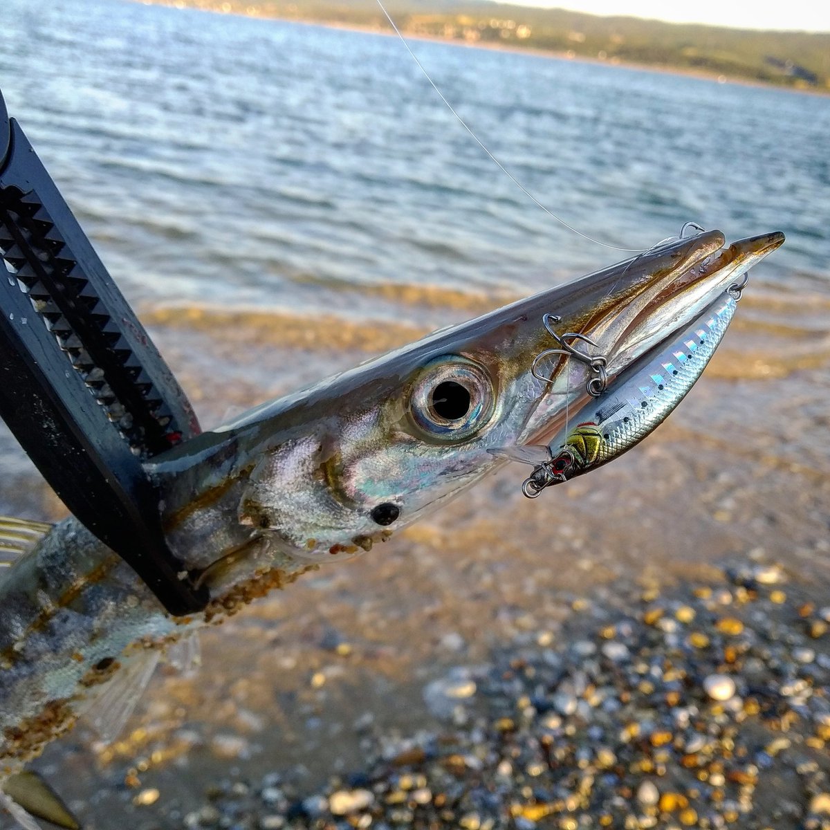 Georgetaxt's tweet photo. A small #barracuda with #savagegear #gravityminnow
#lrf #lightrockfishing #Tict #icecube74 #vanford #catchandrelease #ψαρεμα #λουτσος #serresfishing #serresspinning https://t.co/VRJddisUrr