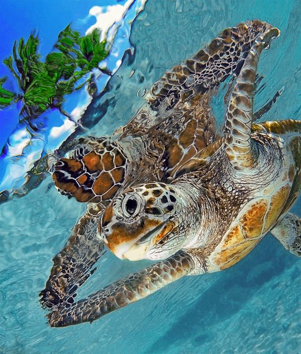 World Ocean Day Happy World Sea Turtle Day To Celebrate How About A Popquiz How Many Species Of Sea Turtle Have We Identified In Our Ocean Worldseaturtleday Amo Images T Co Cs0wi6lzho World Ocean Day Happy World Sea Turtle Day To Celebrate How About A Popquiz How Many Species Of Sea Turtle Have We Identified In Our Ocean Worldseaturtleday Amo Images T Co Cs0wi6lzho