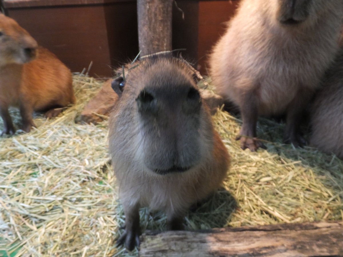 赤穂海浜公園動物ふれあい村 赤穂海浜公園動物ふれあい村