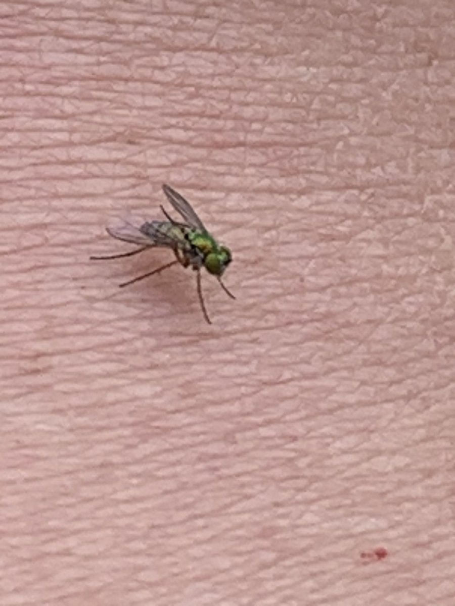 studentyro's tweet photo. Such cute little guys! #GreenBees #bees #pollinators  #SaveThePollinators https://t.co/OupjvBxHvN