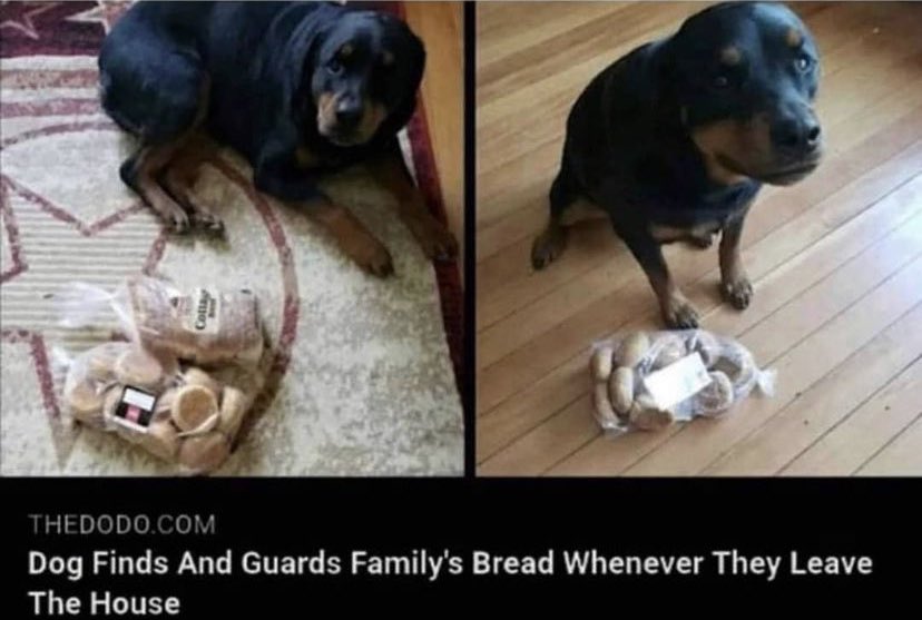 WholesomeMemes (@wholesomememe) on Twitter photo 