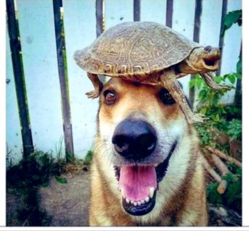 Hope this pic brings a smile to your face like it did for me #Smile  #BeKindToAllKinds