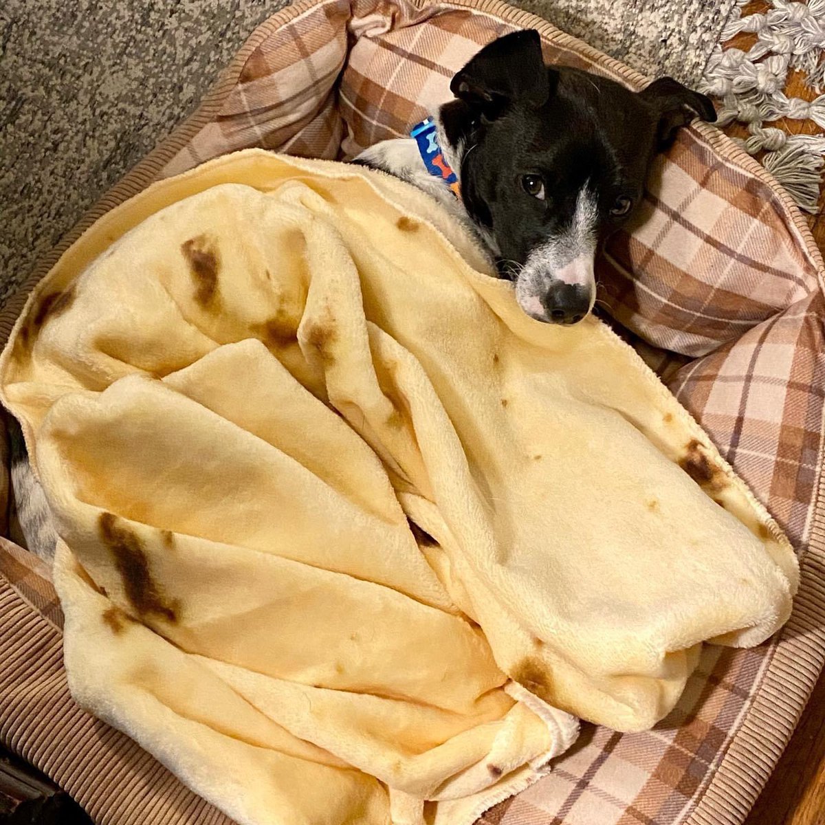 DaCrittaz's tweet photo. Wyatt vibes. #rescuedogsofinstagram #stillrecovering #mixeddogsofinstagram https://t.co/gMe5373Bk4