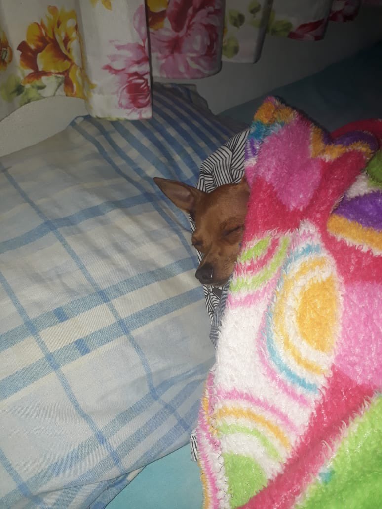 greengodict's tweet photo. *faz frio no brasil*

brazilians: https://t.co/fGc1xsO27K
