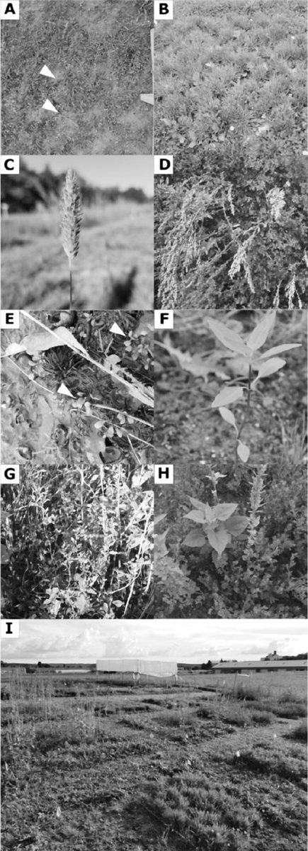 NoahSabich's tweet photo. "Experimental Cultivation of Eastern North America's
Lost Crops: Insights into Agricultural Practice and Yield
Potential" - by @natalatl White, Andrea, and Szilagyi, Peter #Biodiversity #LostCrops  https://t.co/uMuj33mhXk https://t.co/MPJpBxXEei