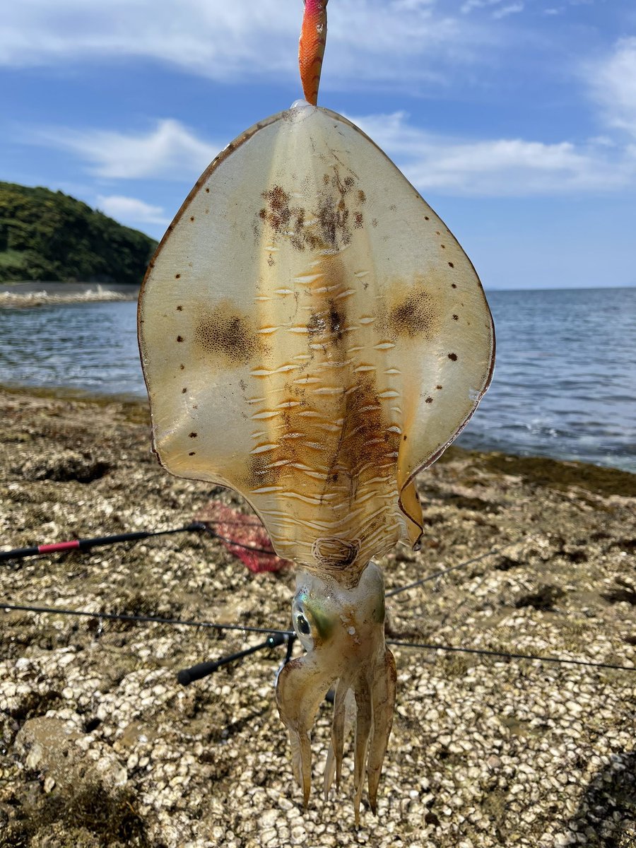 0328_miko's tweet photo. ついにキロアップ達成⭐️
1.3キロのアオリイカ釣れたぁー🥺‼️
余韻に浸る…🥺🥺🔥

これ以上のサイズになると
触りきらんかもしれん😟💦
 #アオリイカ #エギング https://t.co/oHqybzCJcp