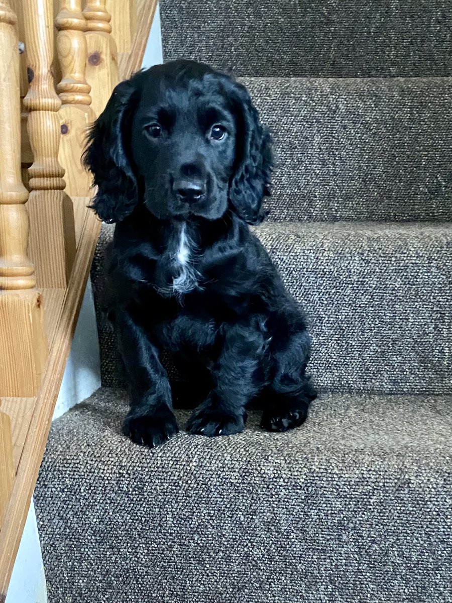 Total time waster 😍 new pup #cutenessoverload sharp teeth 🙈 #spaniel