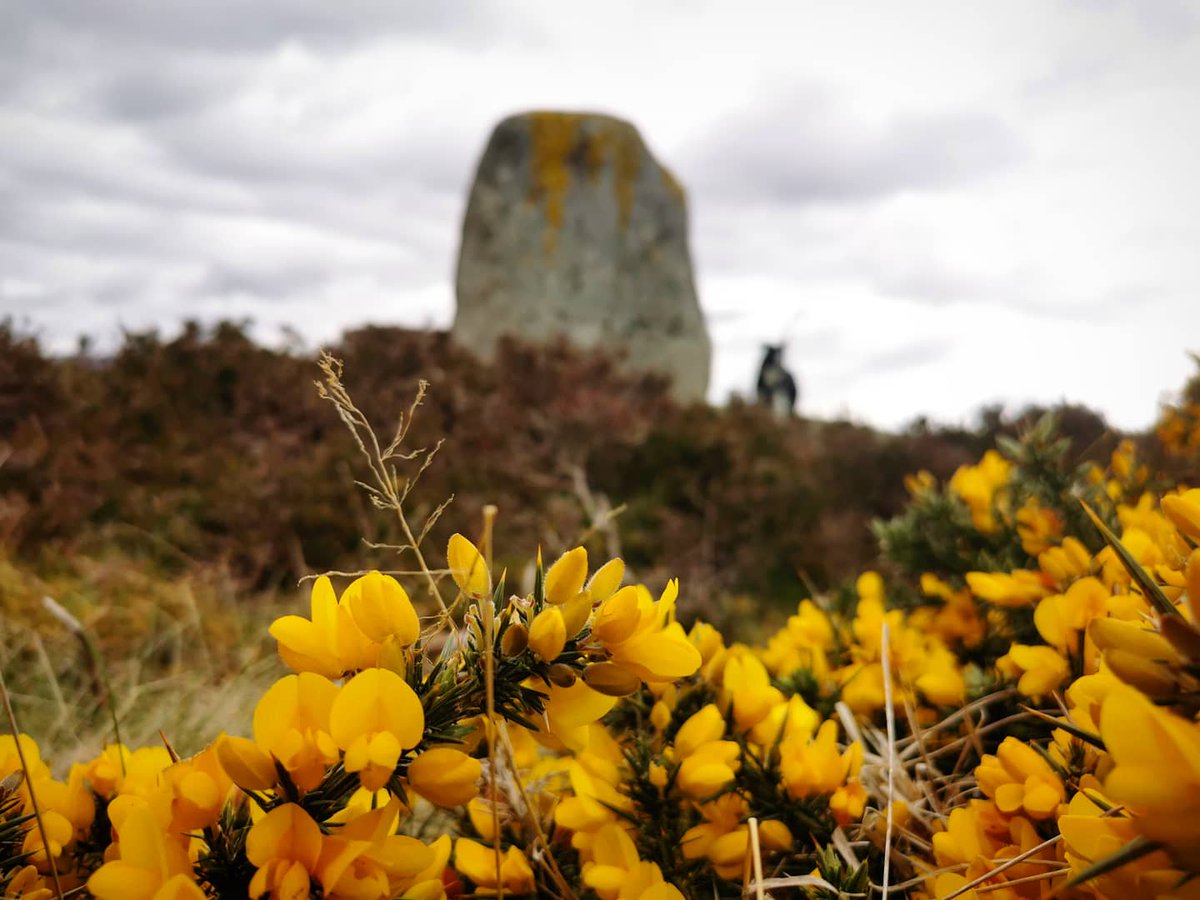 Volteral's tweet photo. #sundayvibes #gorse #collie #blackandwhitephotography #lochen Fowlis Wester #Mindfulness #spring 🐾🐾👣 https://t.co/it944Ifez0