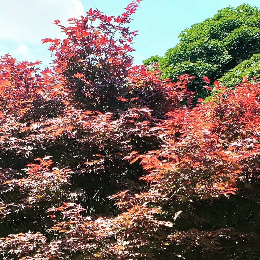 djsmark's tweet image. Life has been crazy lately - catching up on past Sunday picks later today. Live now on this beautiful Sunday w/ chill n organic tunes for #beatzNbrunch!
#housemusic #livestream #twitchtv #chillvibes #downtempo #chilloutmusic #deephouse #organichouse #melodichouse #melodictechno