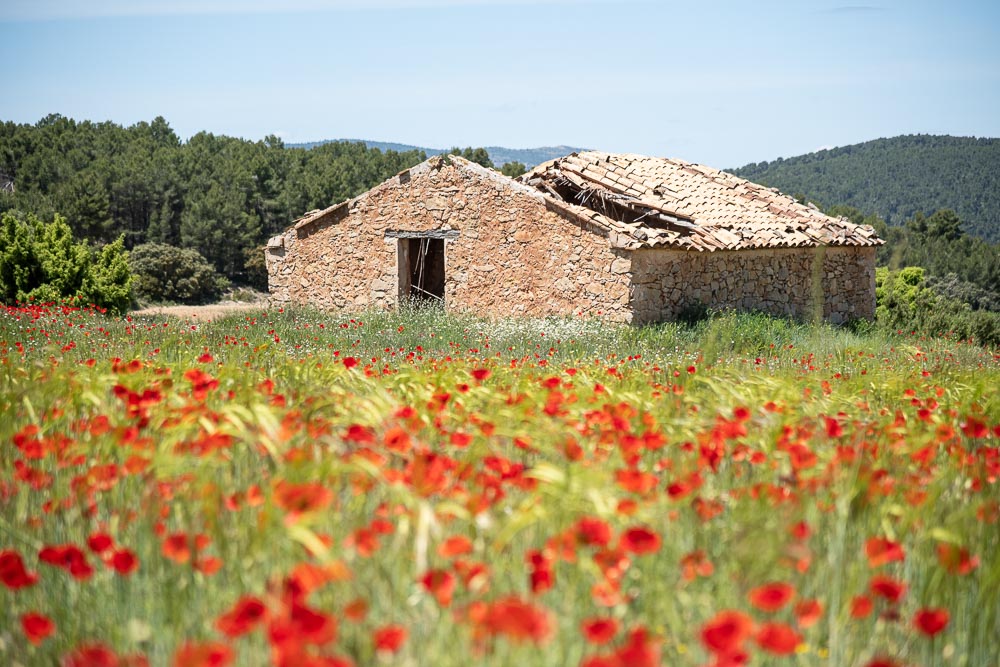 ThomasBaertl's tweet photo. Growth and Decay
#Spain #Valencia #creaciónfuera #focusonthestory https://t.co/4eaP72j4Bu