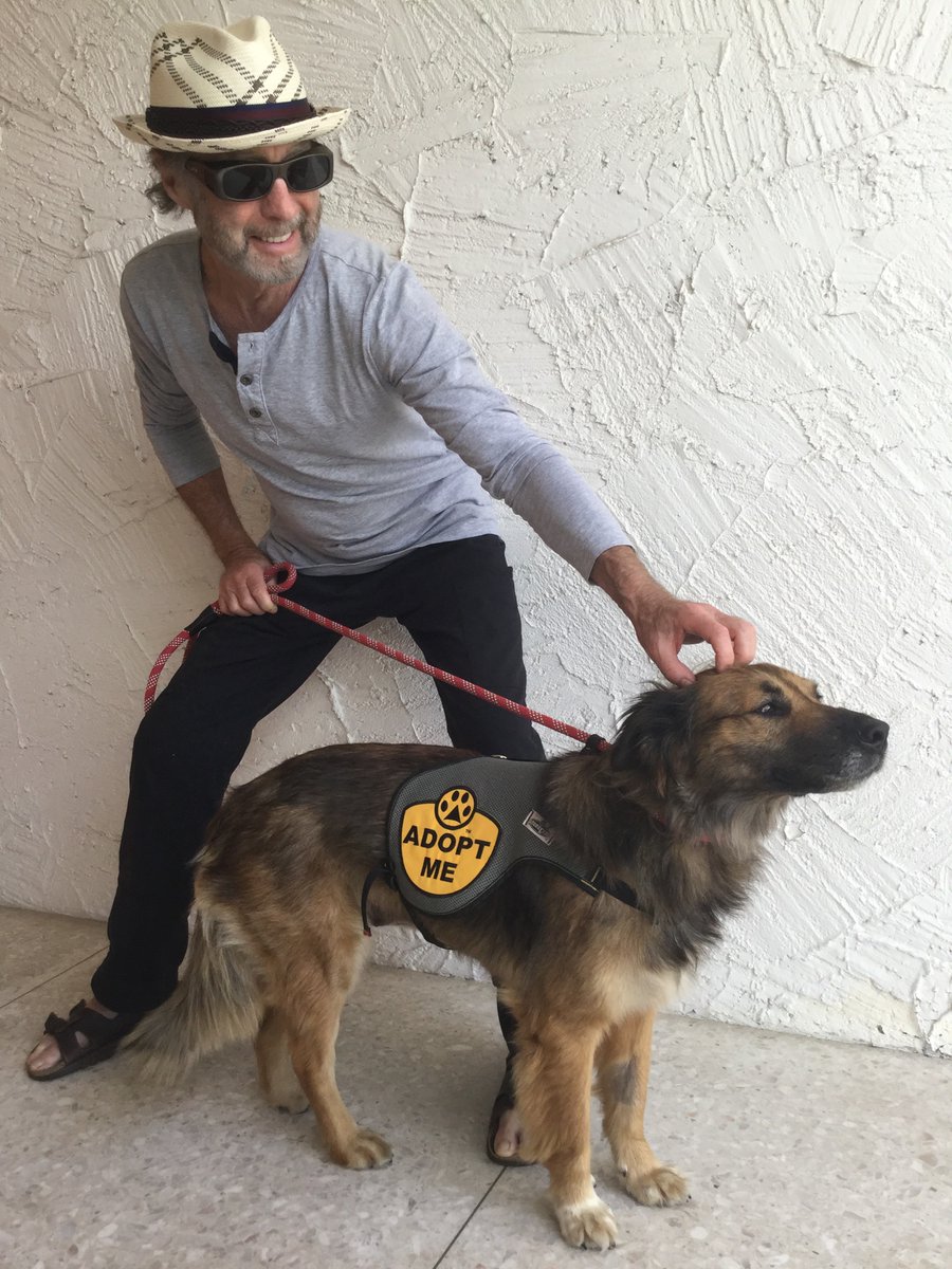 My great friends Cynthia &amp; Paul Rodgers are fostering this perfect dog. Super well mannered, small 35 pounds, 4 years old loves people, children &amp; other dogs. They’re in Palm Springs but have have to return to Canada in 2 weeks without her. Any takers in LA?? Can be driven to u!