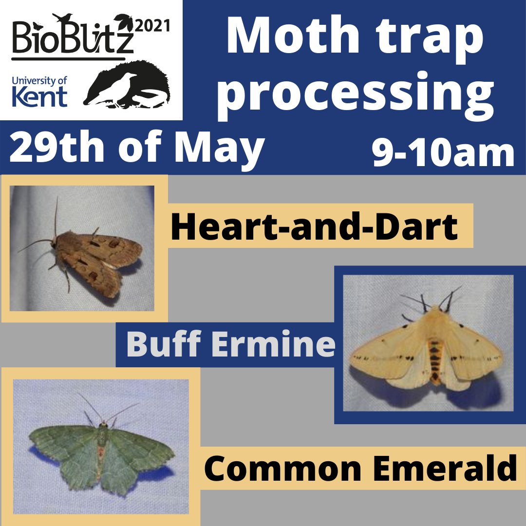 UoKBioBlitz's tweet image. Moths are mainly nocturnal insects so we will set up traps the night
before so you can see them and learn to identify them. We will also
learn about their ecological importance and life cycles.

#bioblitz #nature #universityofkent #Kentbioblitz21