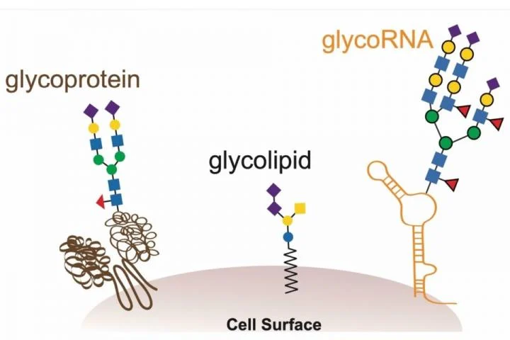 Scientists Discover a New Type of Biochemical That Could Be in All Life on Earth.

Biologists had overlooked an entire class of molecules. The molecules (#glycoRNA) are neither rare nor hard to find - it's just no one had thought to look for them before.

sciencealert.com/scientists-fou…