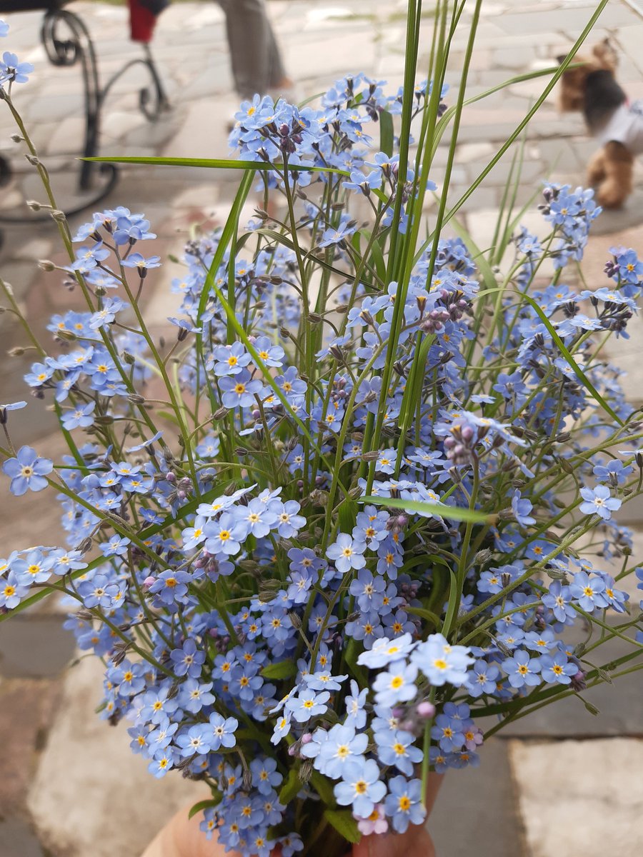 Dan_de_ri's tweet photo. Цветочки 💐🌺🌸🌼🌻
Красивые правда? https://t.co/vwt2bZqeml