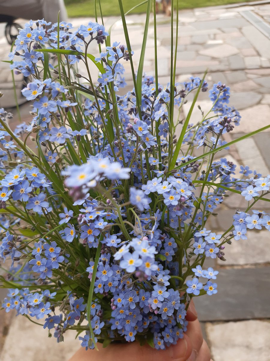 Dan_de_ri's tweet photo. Цветочки 💐🌺🌸🌼🌻
Красивые правда? https://t.co/vwt2bZqeml