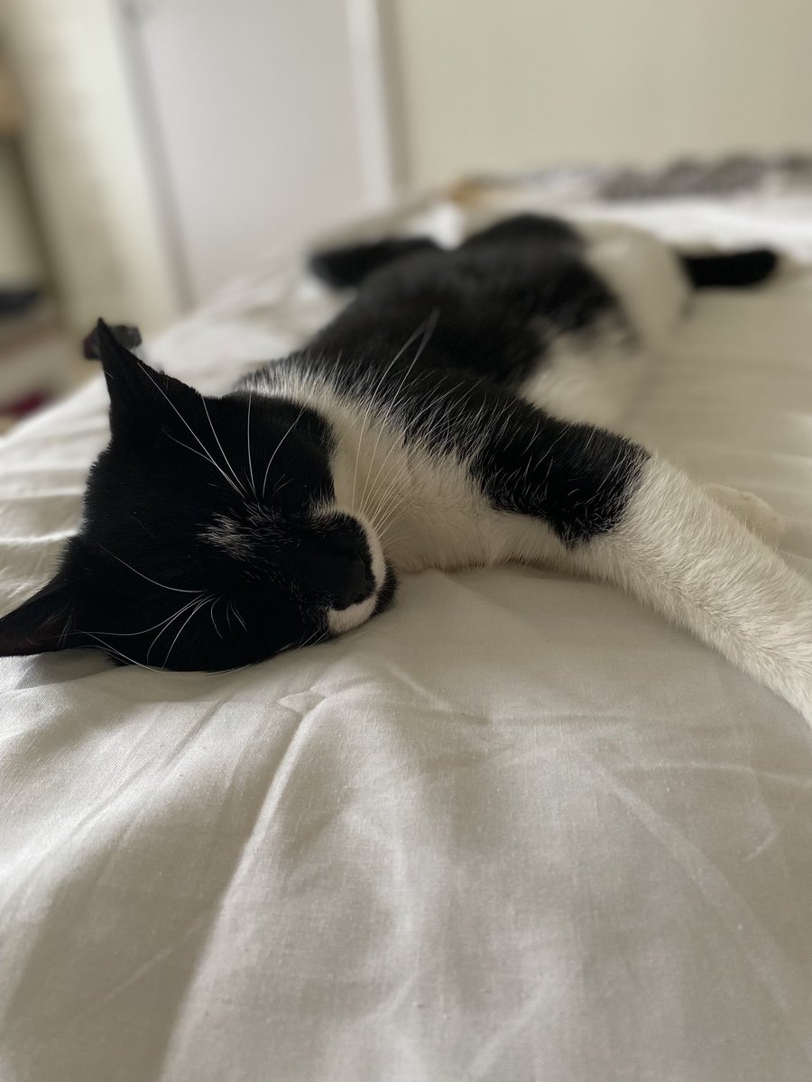 BanditsBud's tweet photo. 🐾It’s been one of those kind of days 🖤

#sundayvibes #Sunday #CatsOfTwiter #AdoptDontShop #Archie #catboxsunday #catsrule #closeup https://t.co/fbQ4SJjHzz