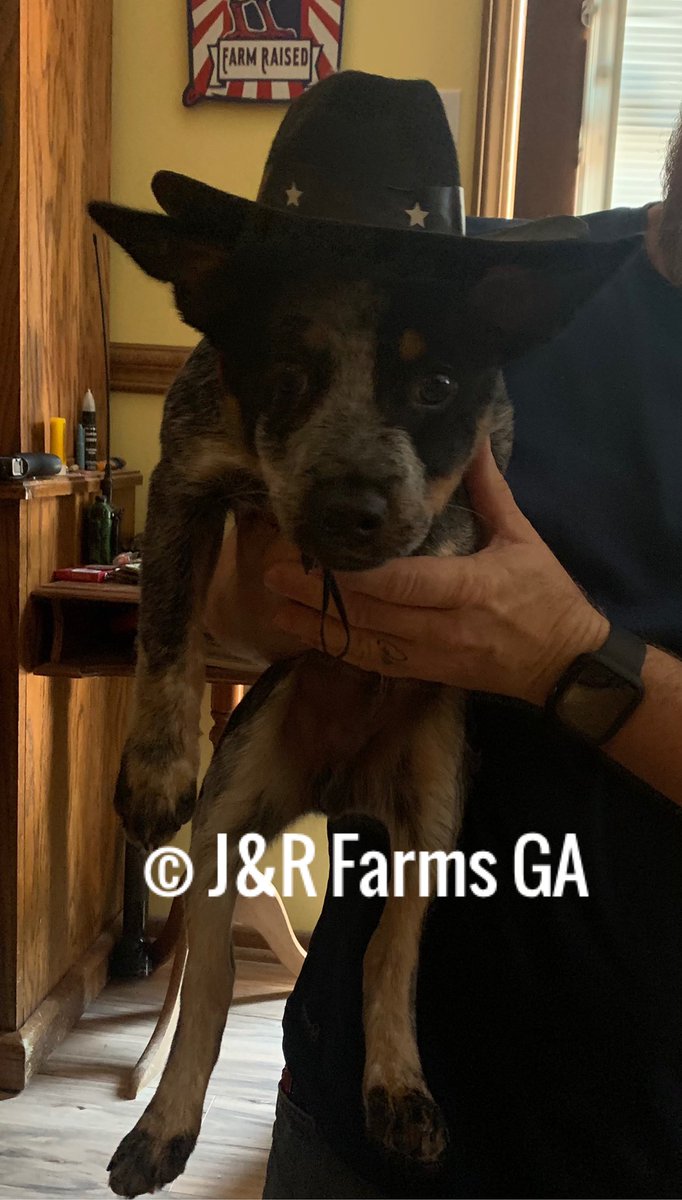 Cattle dog needs a cowboy hat 🤠