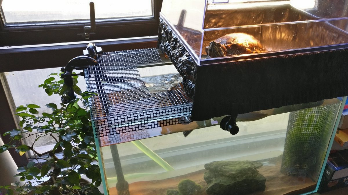 Happy #WorldTurtleDay 
Here's a picture of my turtle Rez judging you for not cutting up your plastic can holders.