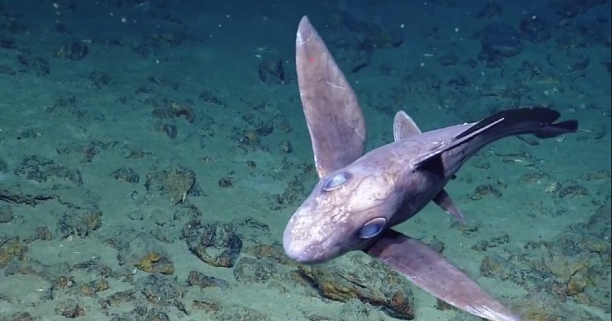 DeepseaECOGIG's tweet photo. Enjoy some pre-recorded #deepseatv today - this is a chimaera (ghost shark) believed to be covered in parasites. Video by @EVNautilus 

https://t.co/s4gQdpfeyP https://t.co/VvBPSt858U
