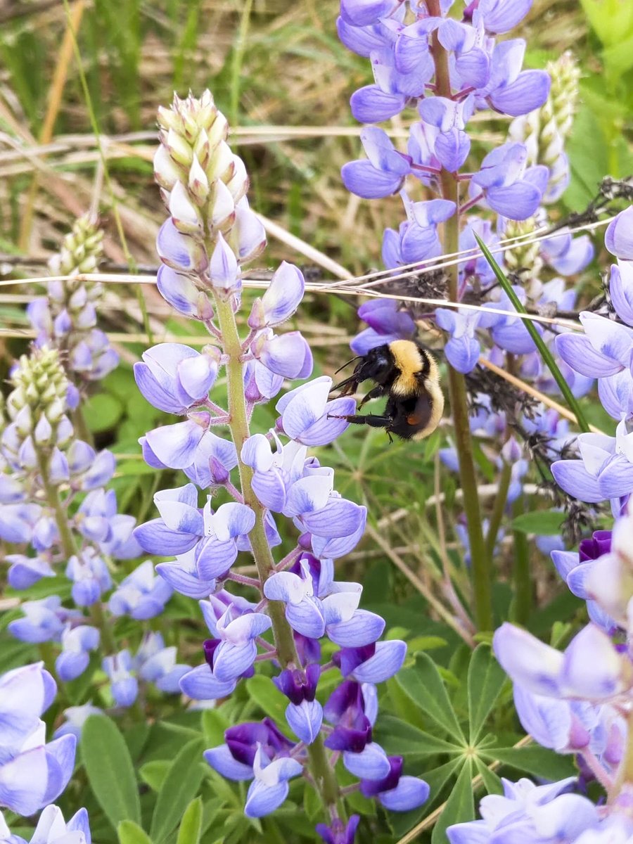 gamelaner's tweet photo. One of my favorites, Bombus fervidus, on lupine. https://t.co/VL8gQ3TIj6