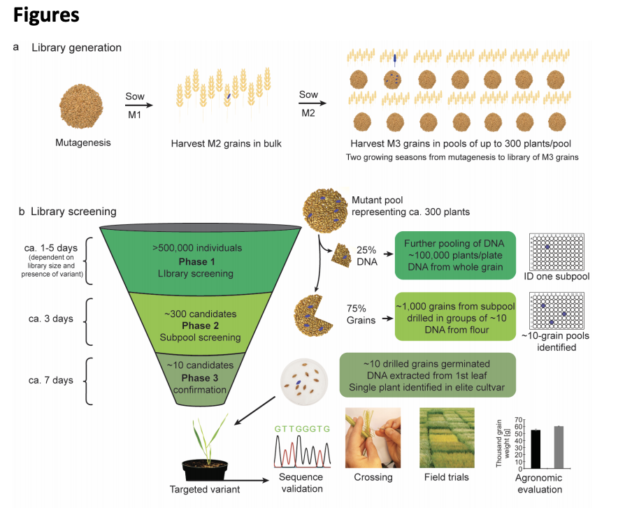 Game changer - Single-base 'genome editing' without transformation. Mutagenesis and digital PCR of very large pooled mutant populations identifies desired allele edits in barley. From the @Carlsberg lab: biorxiv.org/content/10.110…