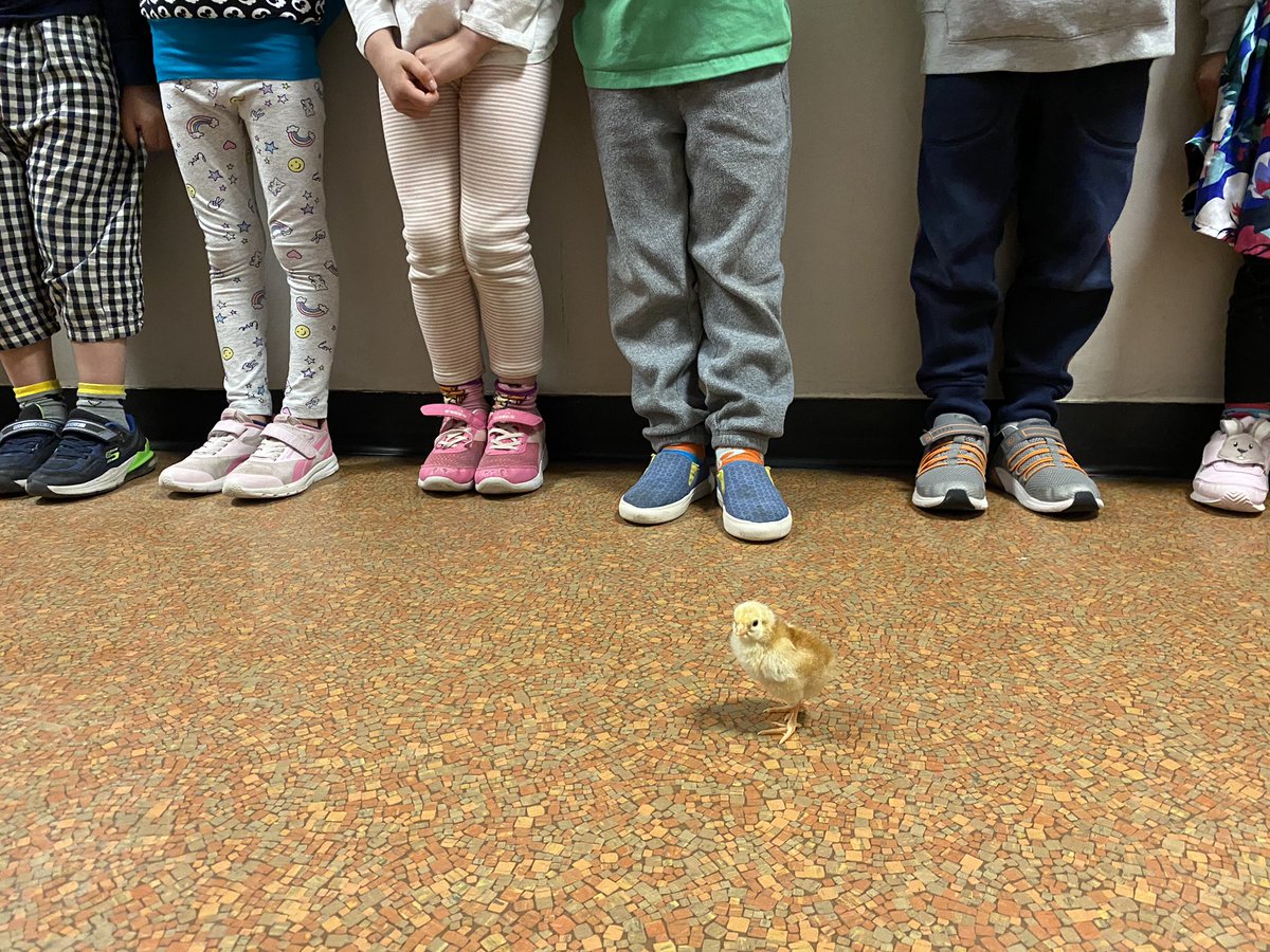 It was a chick hatching week in 1/2 Curtis!! #chickhatching #lifecycles #babychicks