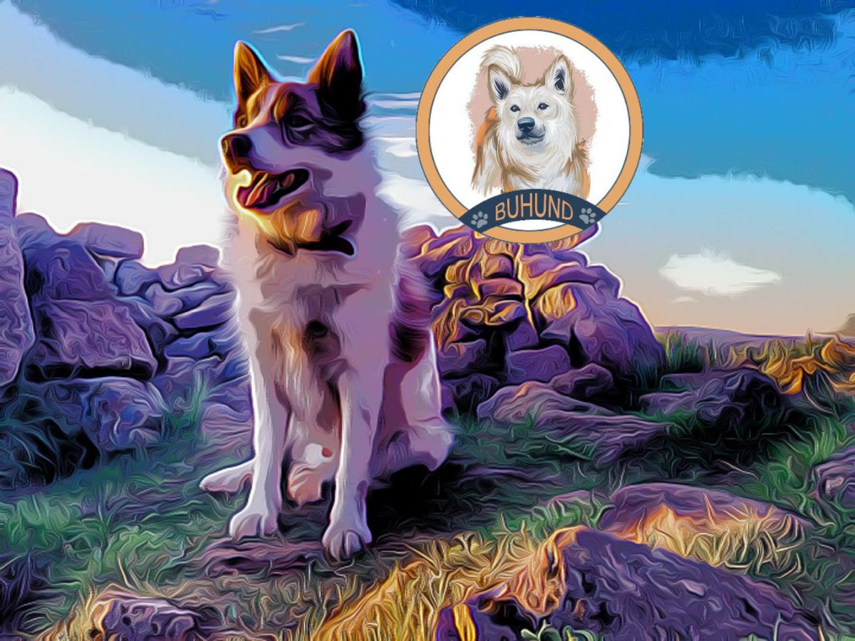 Dear Buhundies !
Thank you very much for your support ,our international Telegram group reached already 1000 members in short time !
Buhund's dog is the most beautiful one in the world and we believe our community will support its token to make Buhund's movement real !